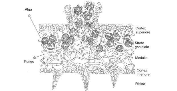 Licheni-bioindicatori-schema