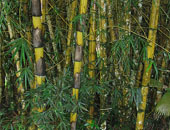 bambu-materiale-costruzioni-a