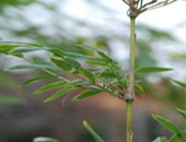 bambu-protezione-suolo-a