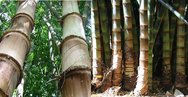 bambu-protezione-suolo-b