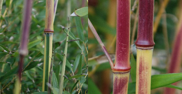 bambu-protezione-suolo-c