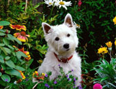 cani-giardino-a