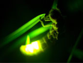 lucciole-led-efficienza-a