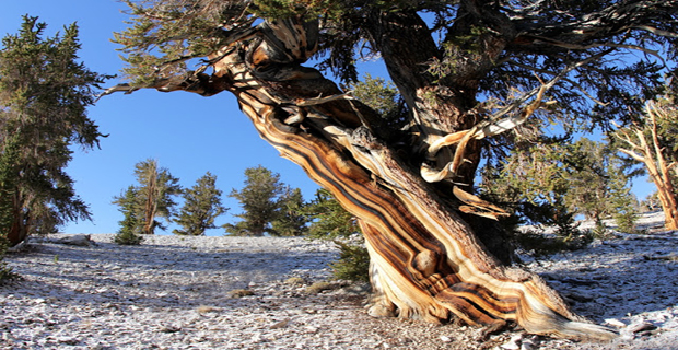 White Mountains, California, Stati Uniti.