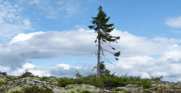 Fulufjällets National Park, Svezia.