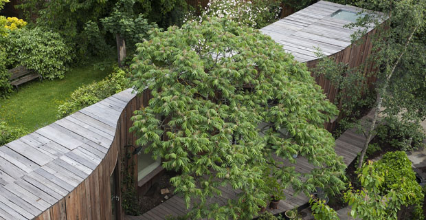 casa-albero-londra-a