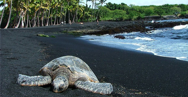 La Punaluu Black Sand beach nelle Hawaii