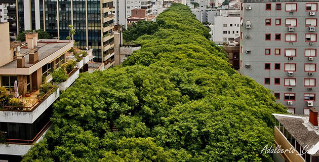 strada-verde-brasile-b