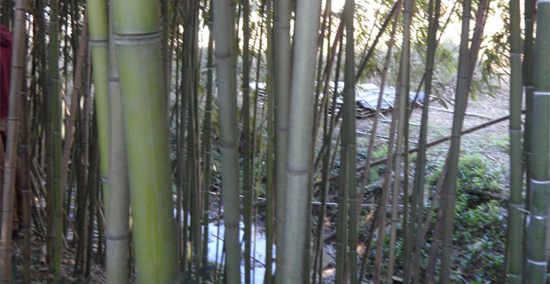 bosco-bambu-bambuseto-b