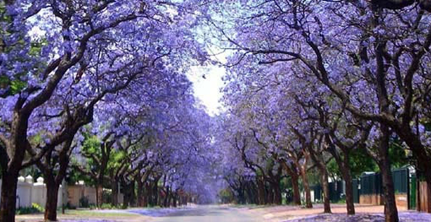 caption: Fioritura di alberi di jacaranda a Pretoria, in Sudafrica, detta la “Città della jacaranda”, per la rilevante presenza di tali alberi.
