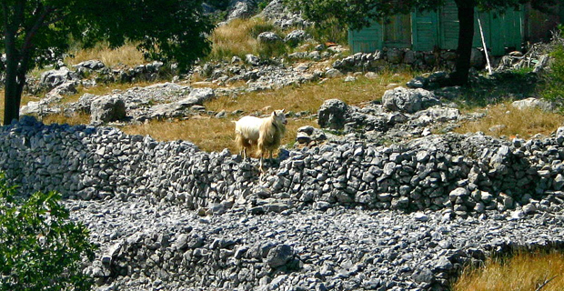  Muri a secco in Istria.