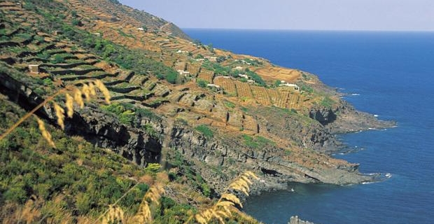  una vista dei terrazzamenti di Pantelleria. 