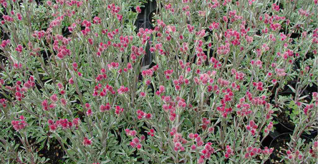  Antennaria dioica