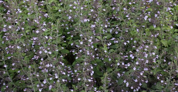 caption: Calamintha Nepeta ssp. Nepeta
