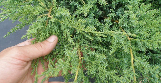 caption: Juniperus chinensis var. sargentii ‘Viridis"
