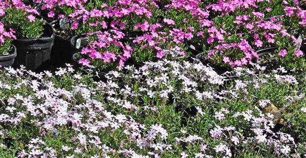  Phlox sublata "Apple Blossom"