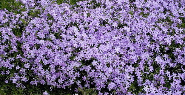 caption: Phlox subulata "Emerald Blue"
