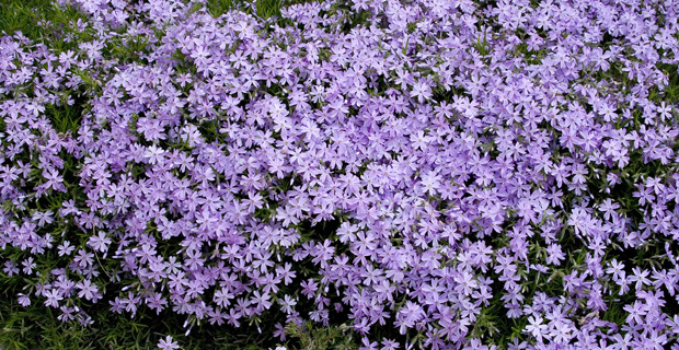  Phlox subulata "Emerald Blue"