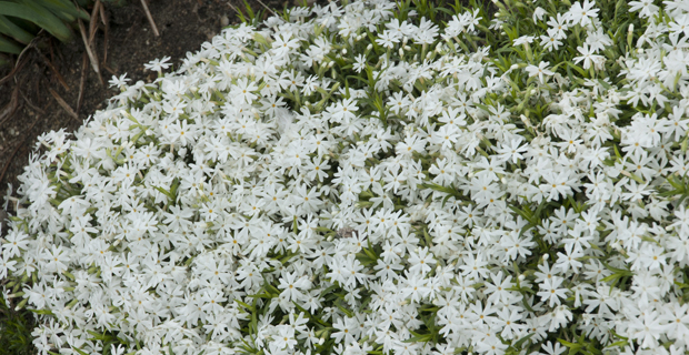 caption: Phlox subulata "Snowflake"