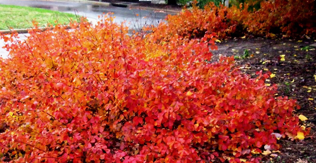  Rhus aromatica "Gro-Low"