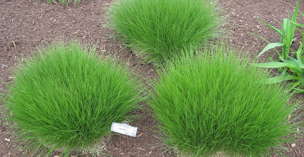 caption: Sporobolus heterolepis