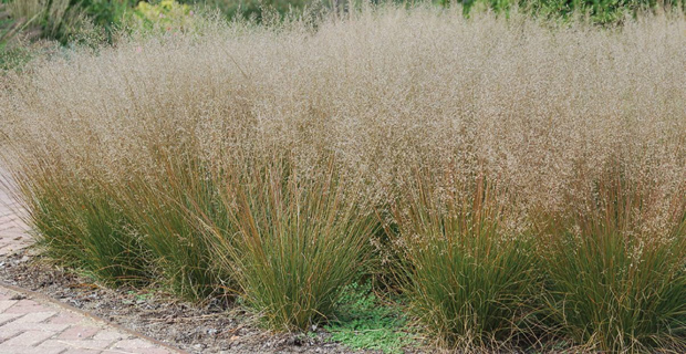 caption: Sporobolus heterolepis "Tara"