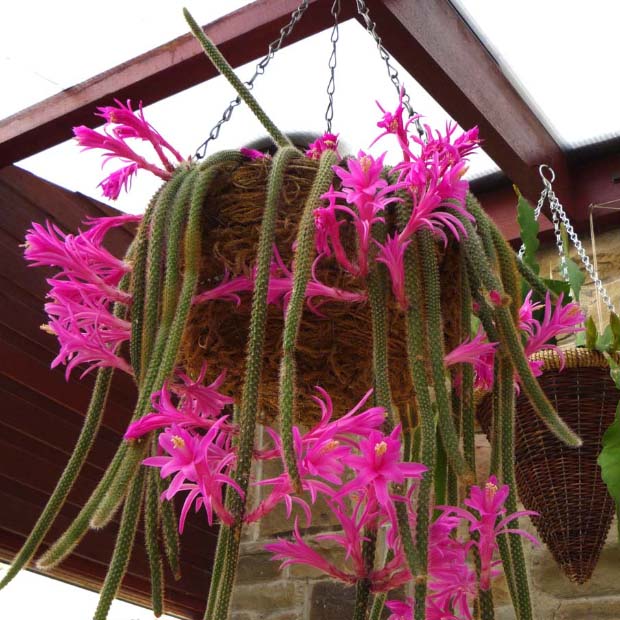 Aporocactus Flagelliformis, tra le piante grasse fiorite è del tipo pendente.