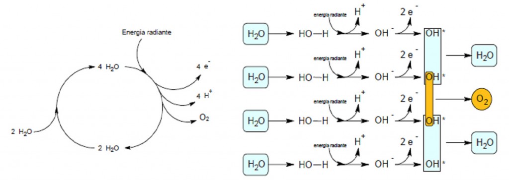 La formula della fotosintesi delle piante che fa funzionare la lampada Plantalampara