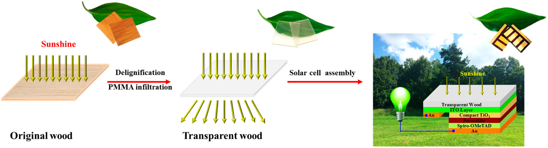 Celle fotovoltaiche con legno trasparente.
