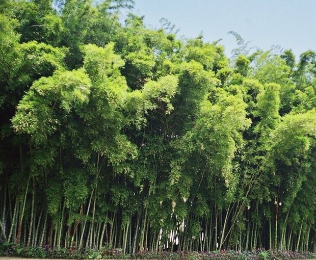 Bosco di bambú Guadua in Colombia
