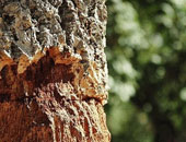 Isolante-naturale-sughero
