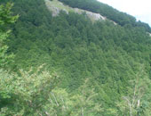 Legno-effetto-serra-Campitello-Matese
