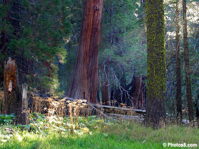 Gestione-sostenibile-foreste-photos8-a