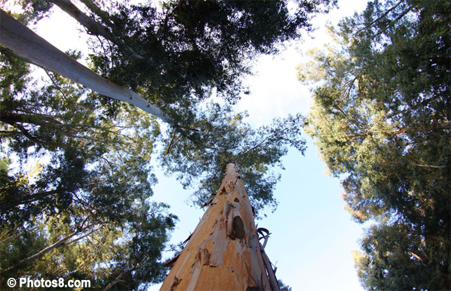 Gestione-sostenibile-foreste-photos8-1