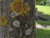 I licheni come bioindicatori della qualità dell'aria