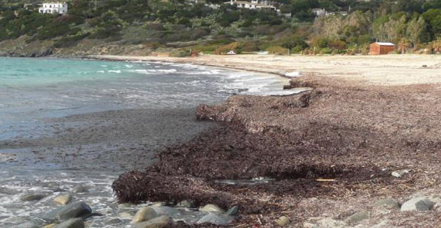 Spiaggia piena di posidonia