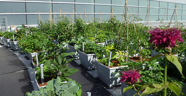 Rooftop-Farming-i-Singapore