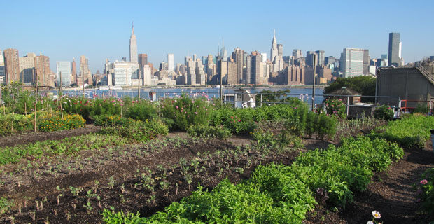 Rooftop-farming-b