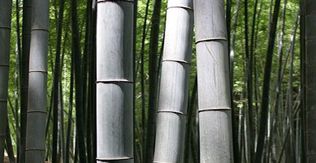 bambu-materiale-costruzioni-b