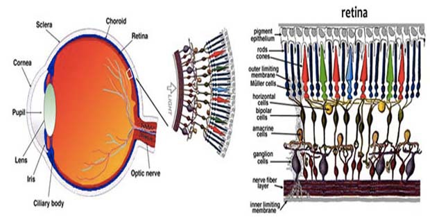 bioretina-celle-solari-b