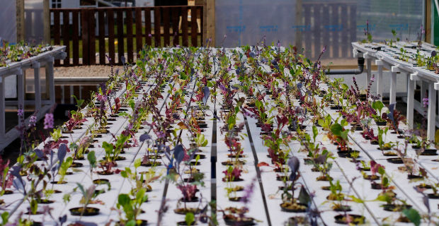 biospheric-project-orto-e