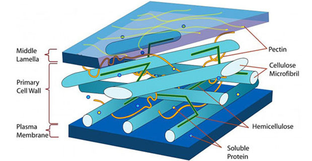 nanocristalli-cellulosa-legno-c