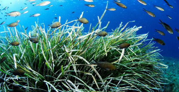 posidonia-isolante-termico-c