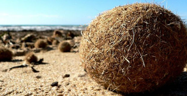 posidonia-isolante-termico-e