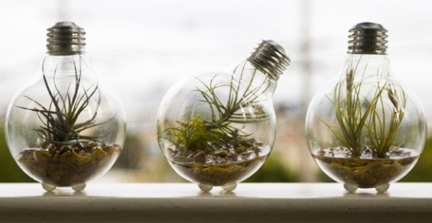 Costruire un mini terrario all'interno di vecchie lampadine