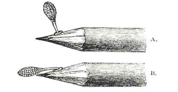  G.B. Sowerby, “A. Massa di polline di O. mascula, appena attaccatasi alla matita / B. Massa di polline di O. mascula, dopo l’azione di abbassamento”. Fig. 2 di C. Darwin, The various contrivances by which Orchids are Fertilized by Insects, 1862