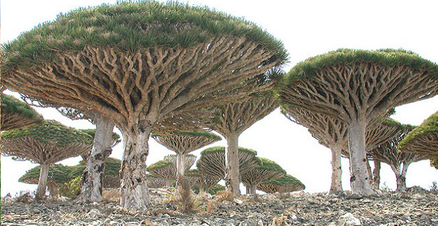 alberi-natura-b