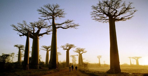 Il baobab.