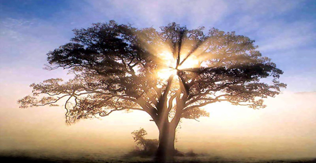 Gli alberi più longevi al mondo