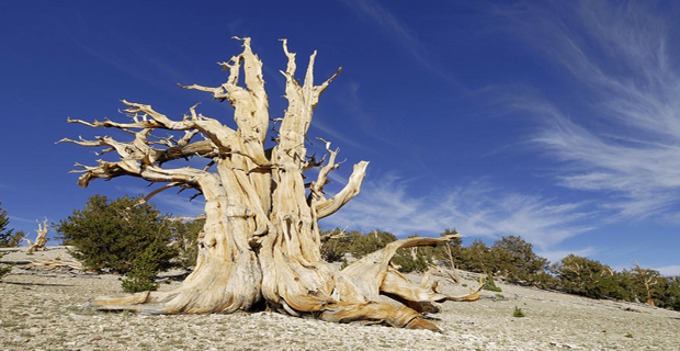 White Mountains, contea di Inyo County, California, Stati Uniti.